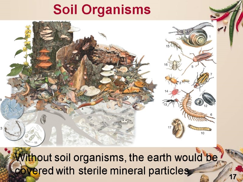 17 Soil Organisms Without soil organisms, the earth would be  covered with sterile